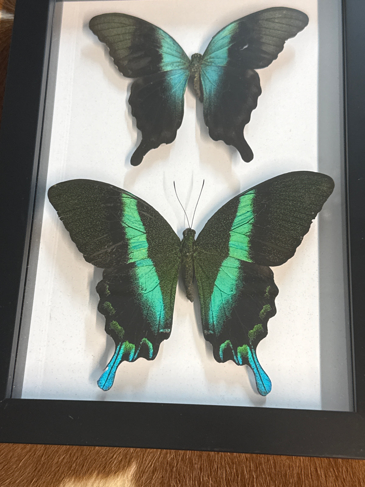 Papilio peranthus & Blumei Butterfly Duo Frame (Copy)