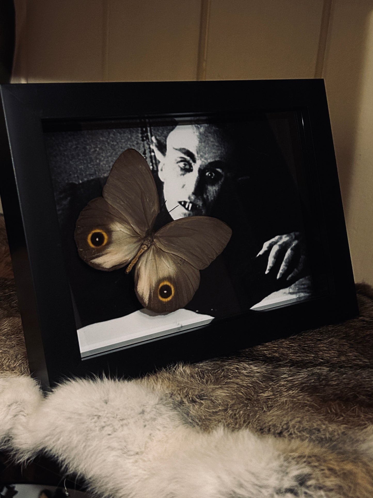 Nosferatu Butterfly frame