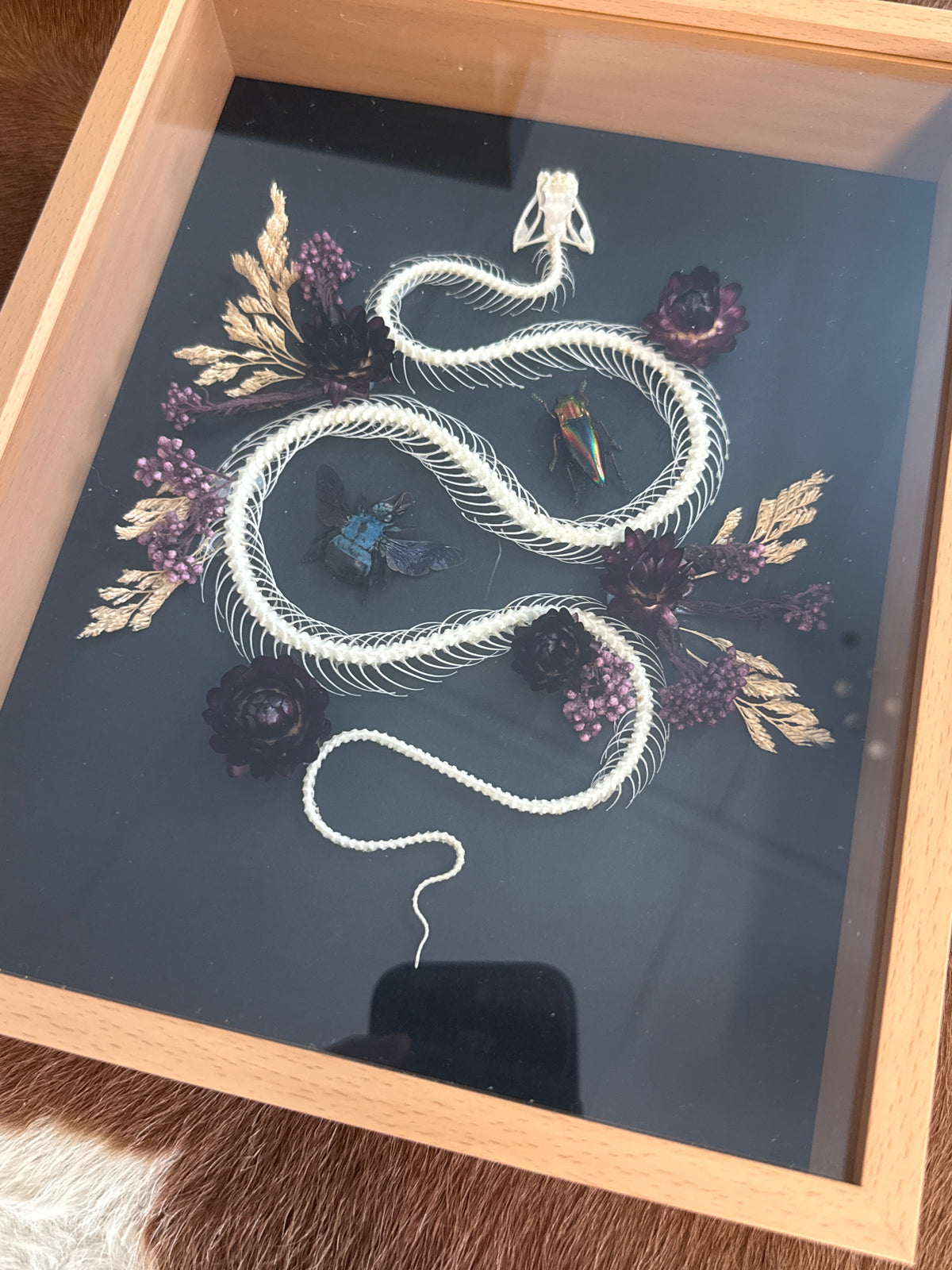 Trimeresurus albolabris Snake Skeleton & Insects Floral Frame