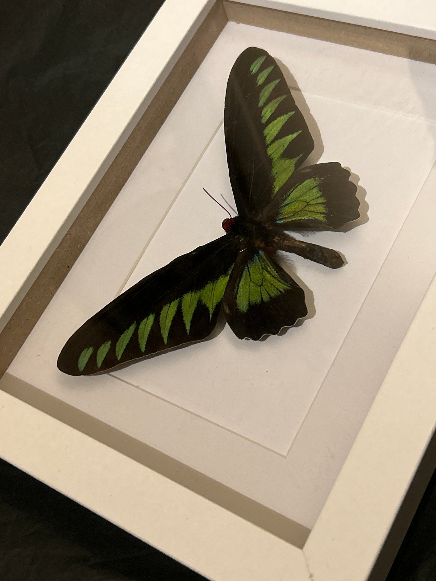 Rajah Brooke’s Birdwing butterfly in a  Frame