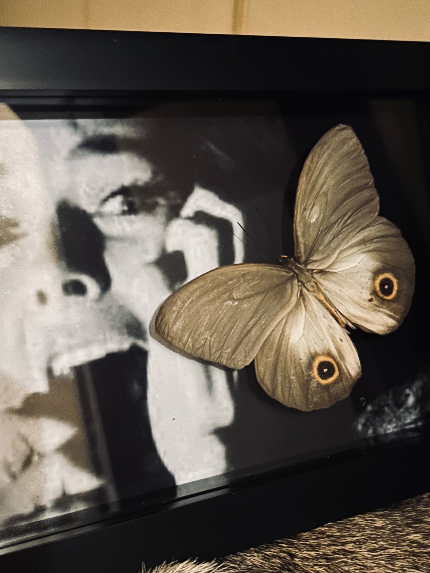 Horror Butterfly Frame