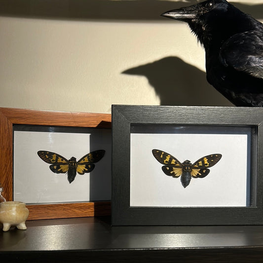 Callogaena festiva Cicada in frame
