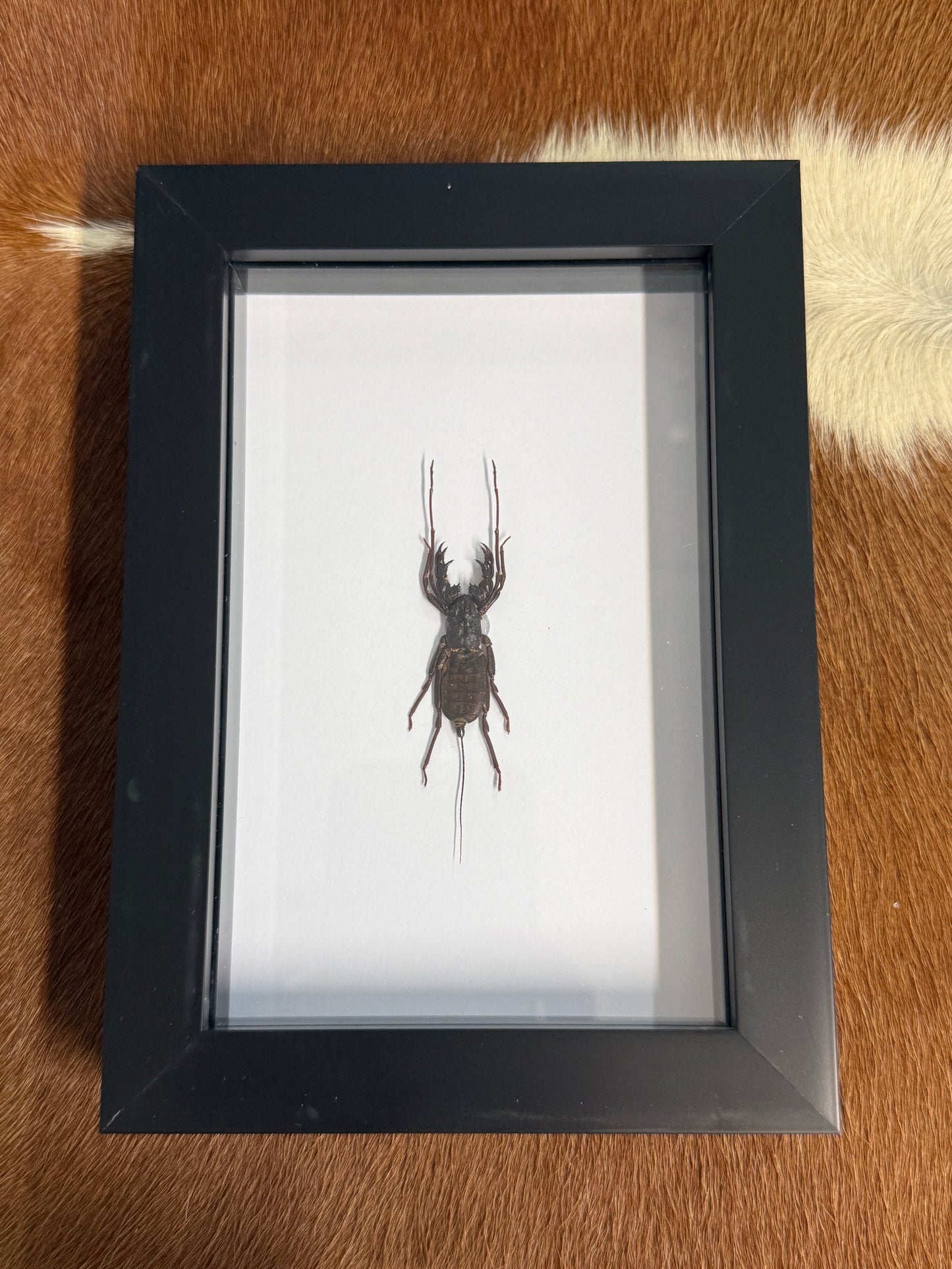 Thelyphonus feuerborni Whip Scorpion Frame - Pumpkin Cat Collectables