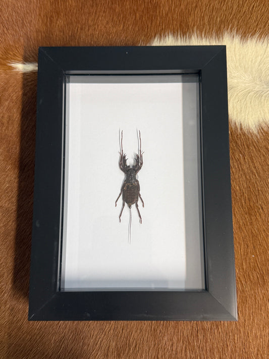 Thelyphonus feuerborni Whip Scorpion Frame