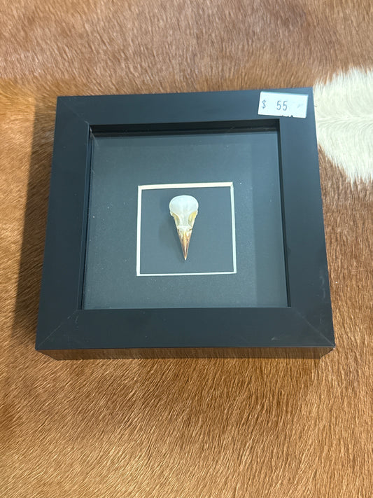 Common Iora Bird Skull (Aegithina tiphia) Frame