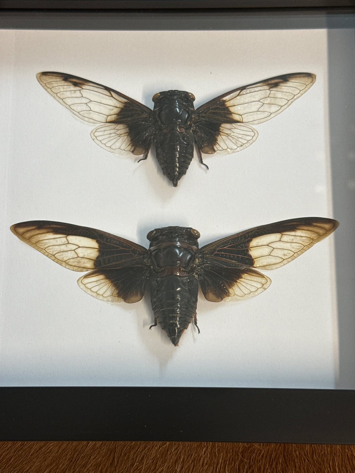 Cryptotympana Cicada Duo Frame