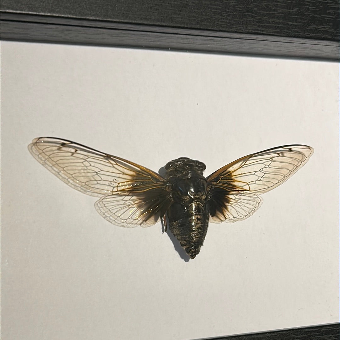 Cryptotympana nitidula cicada in a frame