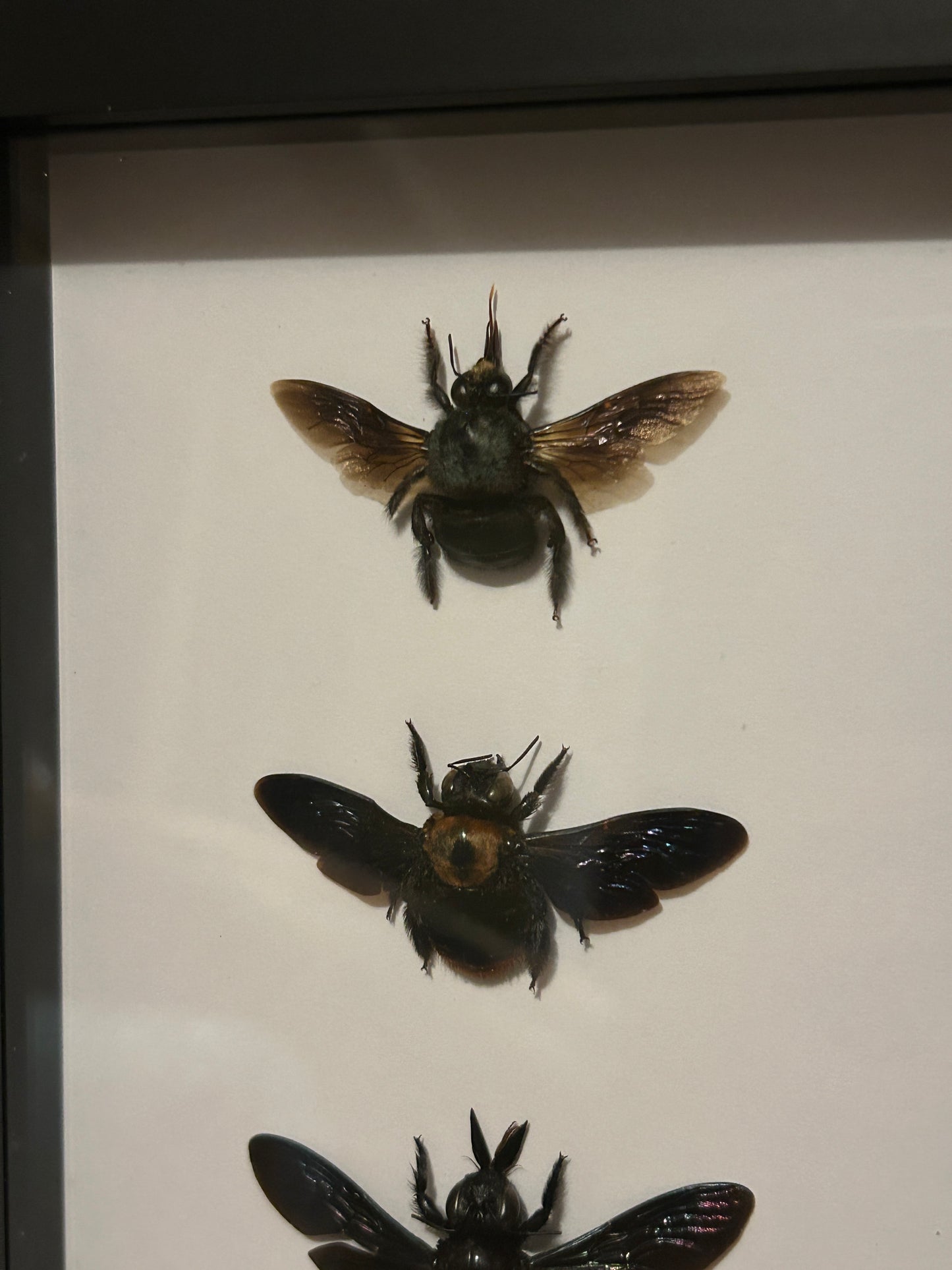 Dark Bee Trio Frame