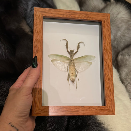 Praying Mantis in a Frame