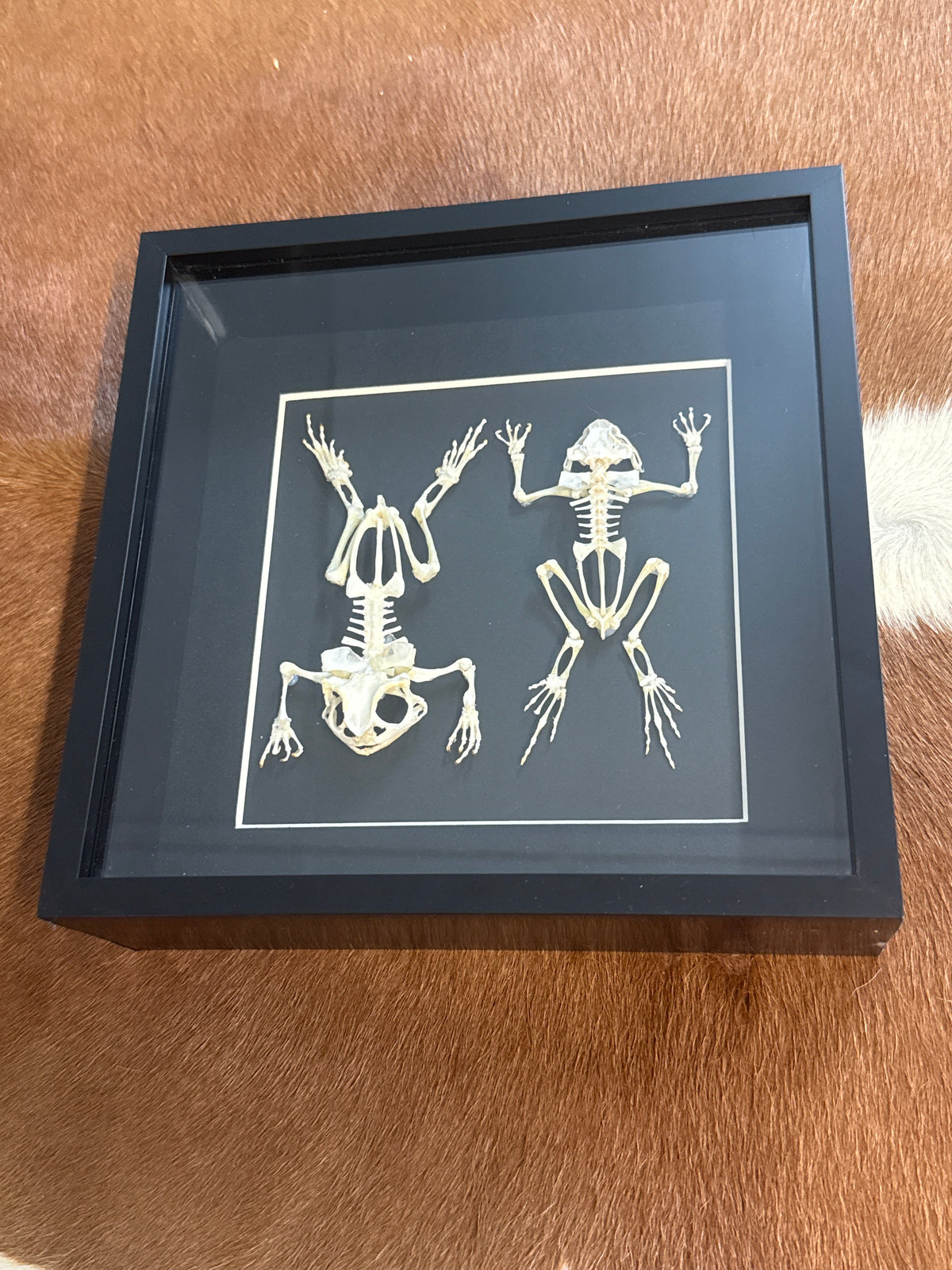 Toad Skeleton duo Frame