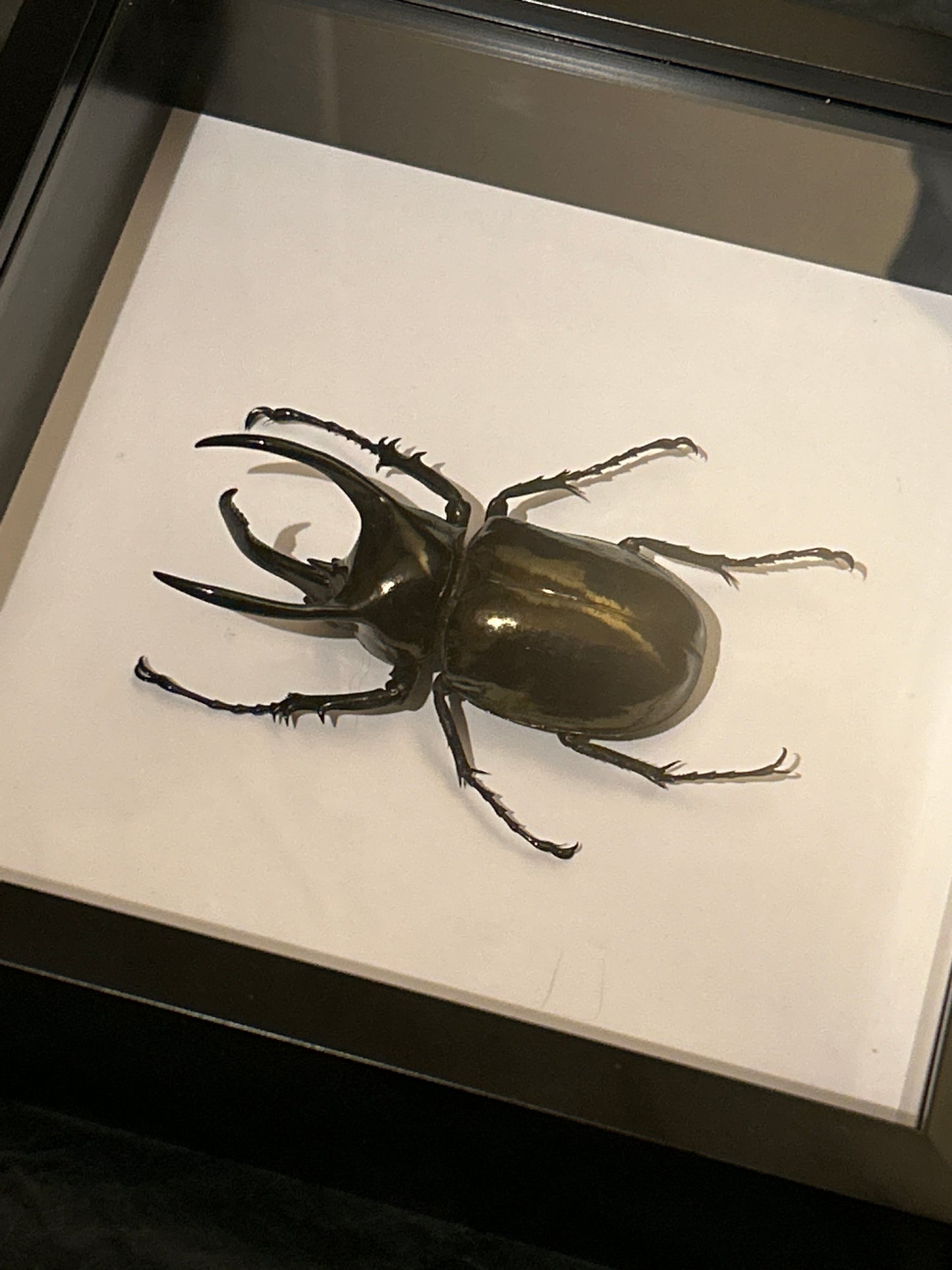 Chalcosoma atlas Beetle in a frame