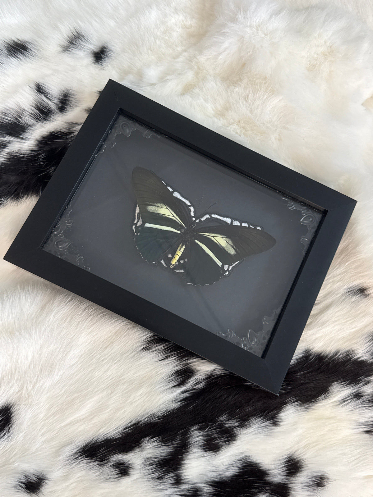 Battus crassus Butterfly in a Frame