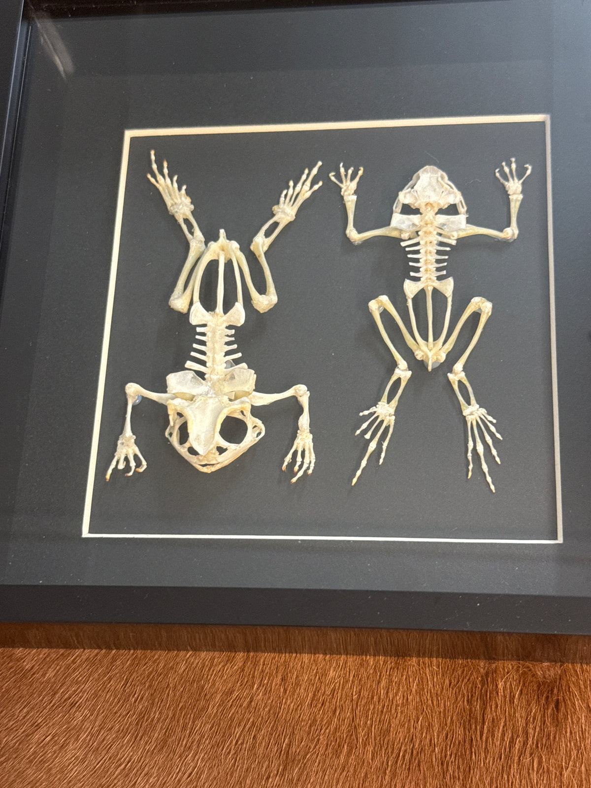 Toad Skeleton duo Frame