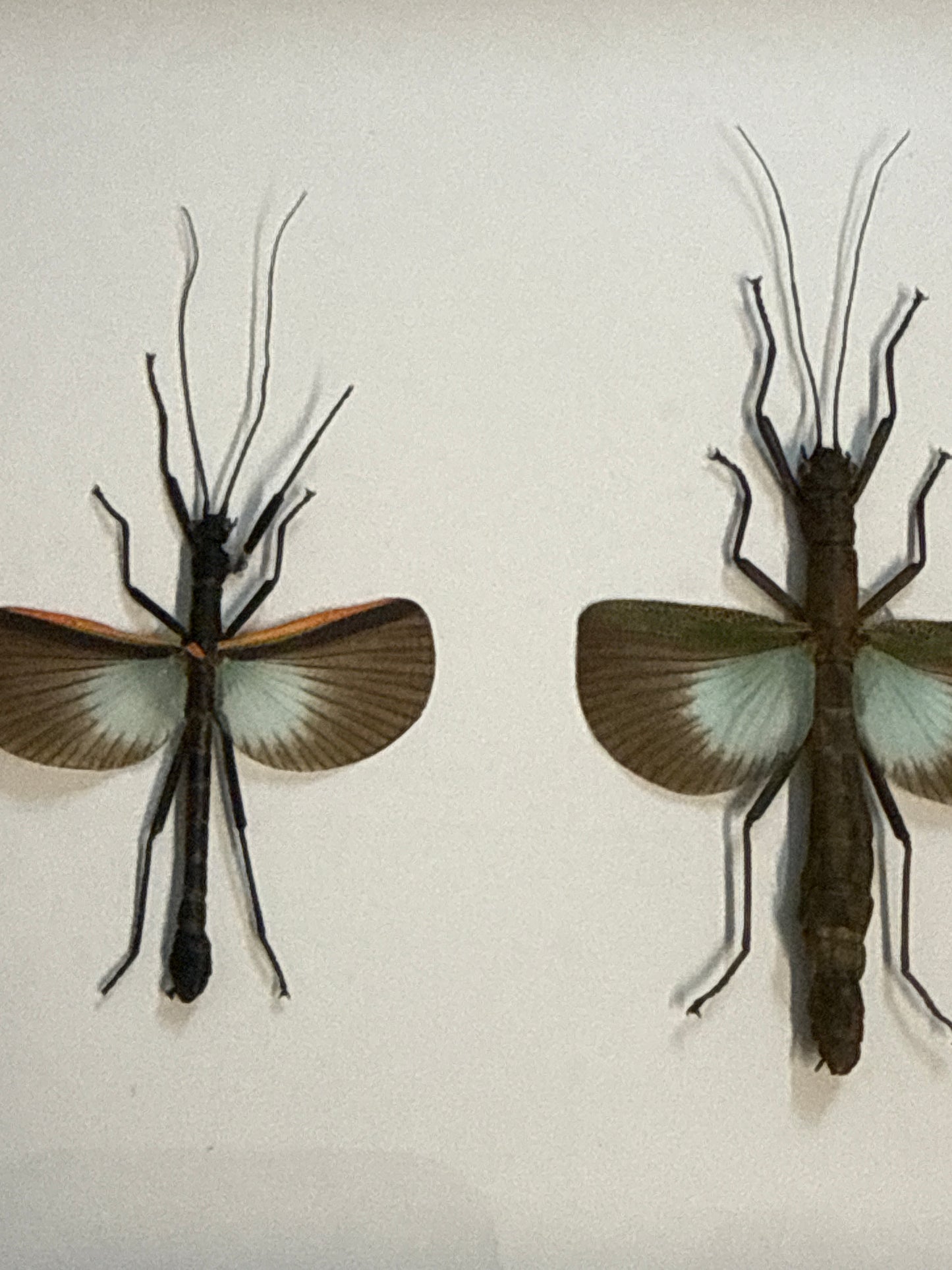 Orthomeria versicolor M&F Duo Frame