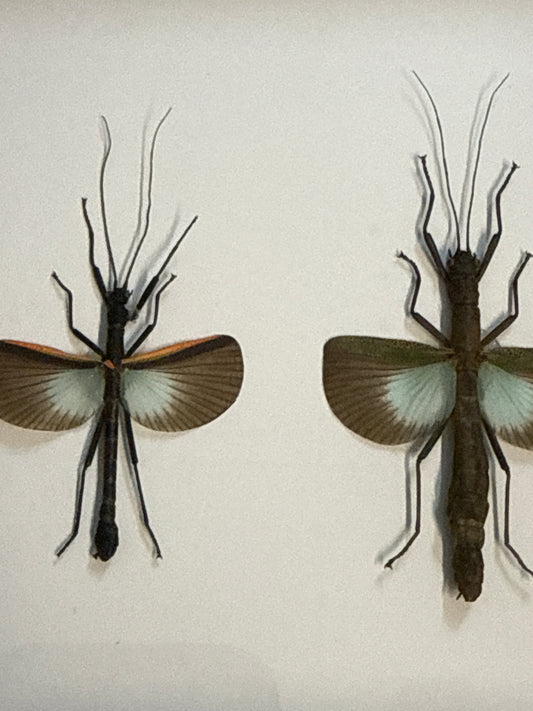 Orthomeria versicolor M&F Duo Frame