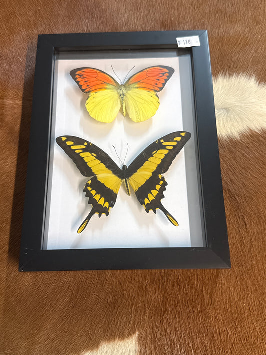 Orange Tip & King Thoas Butterfly Duo