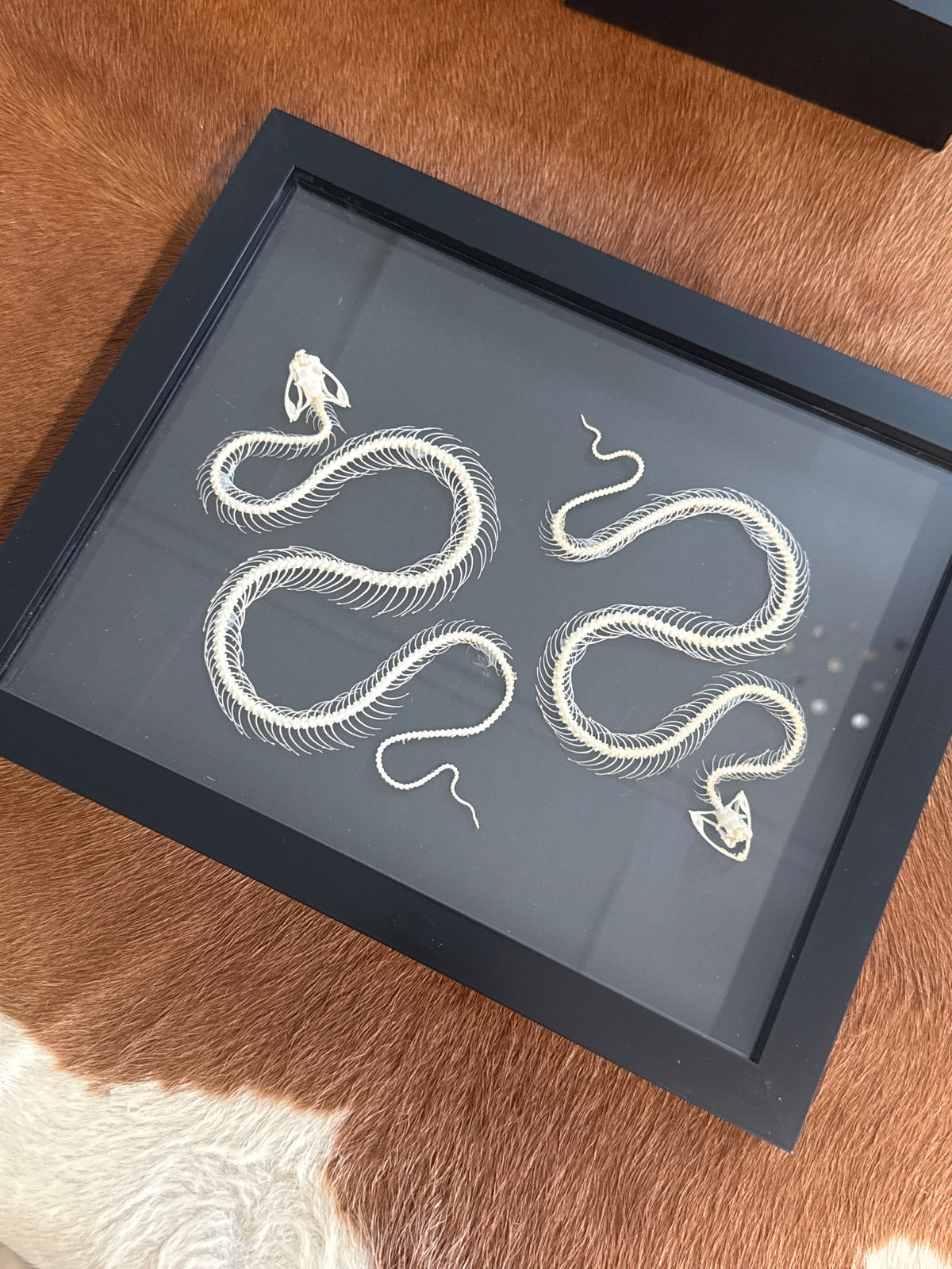 Trimeresurus albolabris Snake Skeleton Duo Frame