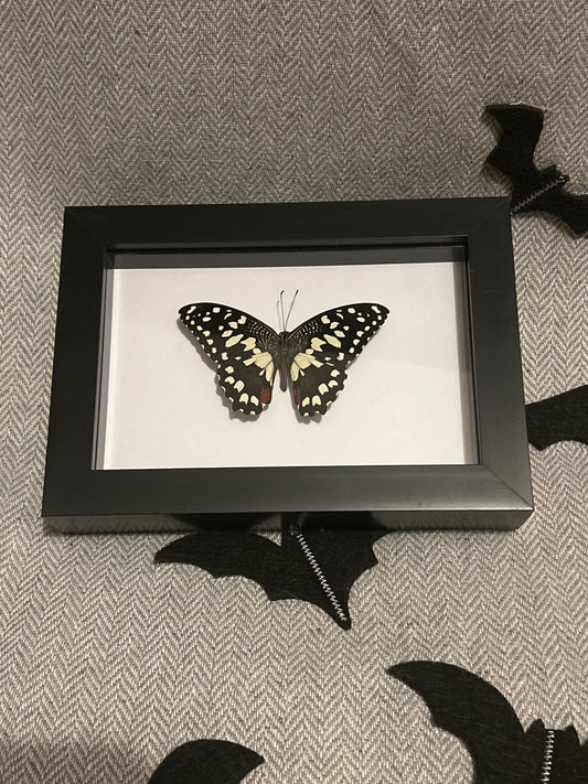 Papilio demoleus libanius butterfly Frame