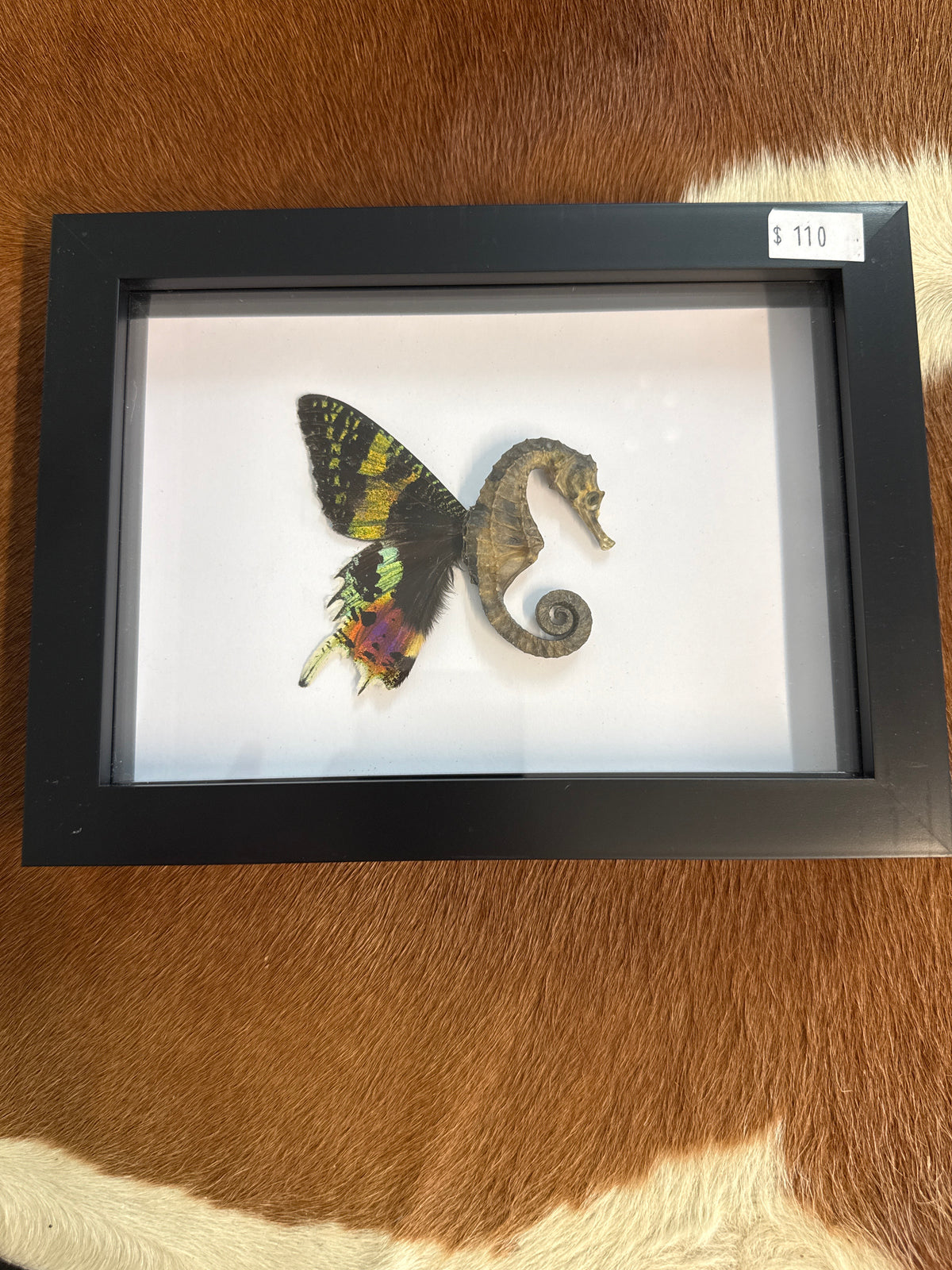 Sea ‘Fairy’ Frame