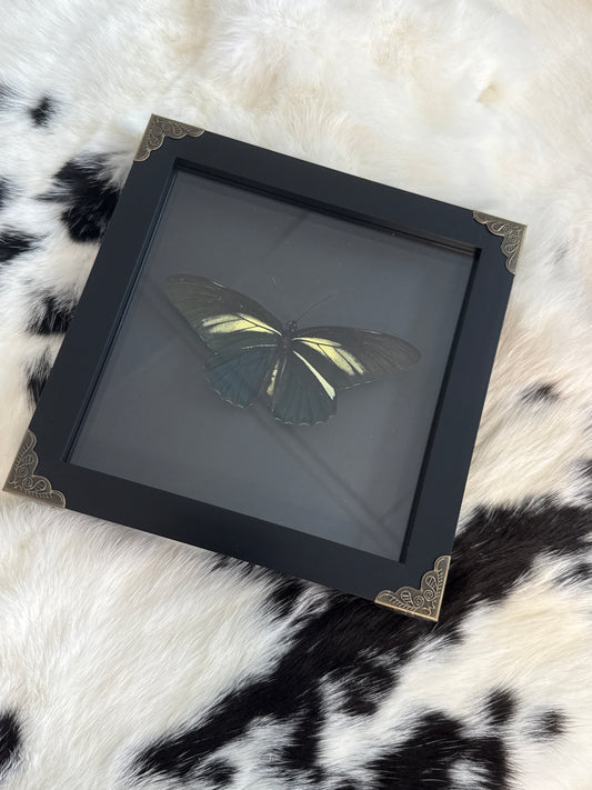 Battus crassus Butterfly in a Frame