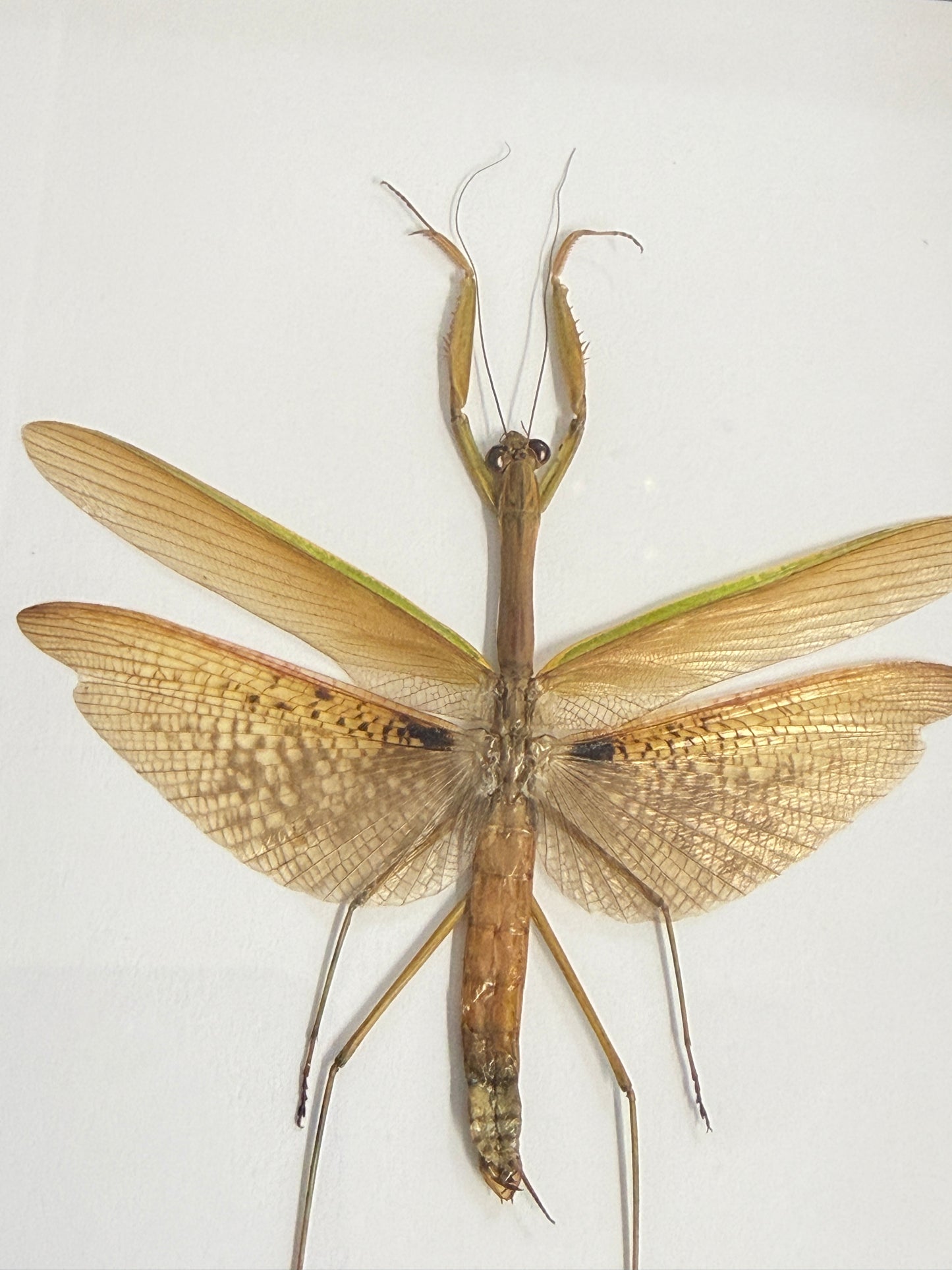 Giant Japanese Mantis - Tenodera avidfolia Frame