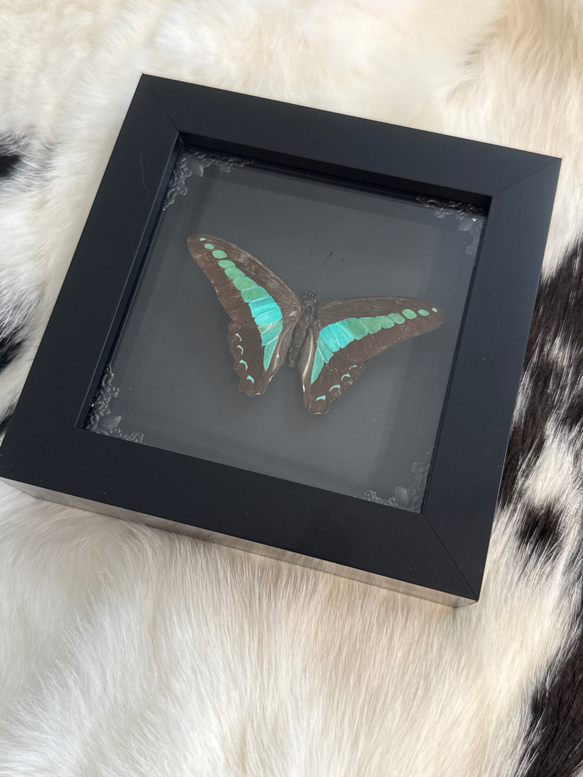 Common Blue Bottle Butterfly in a Frame