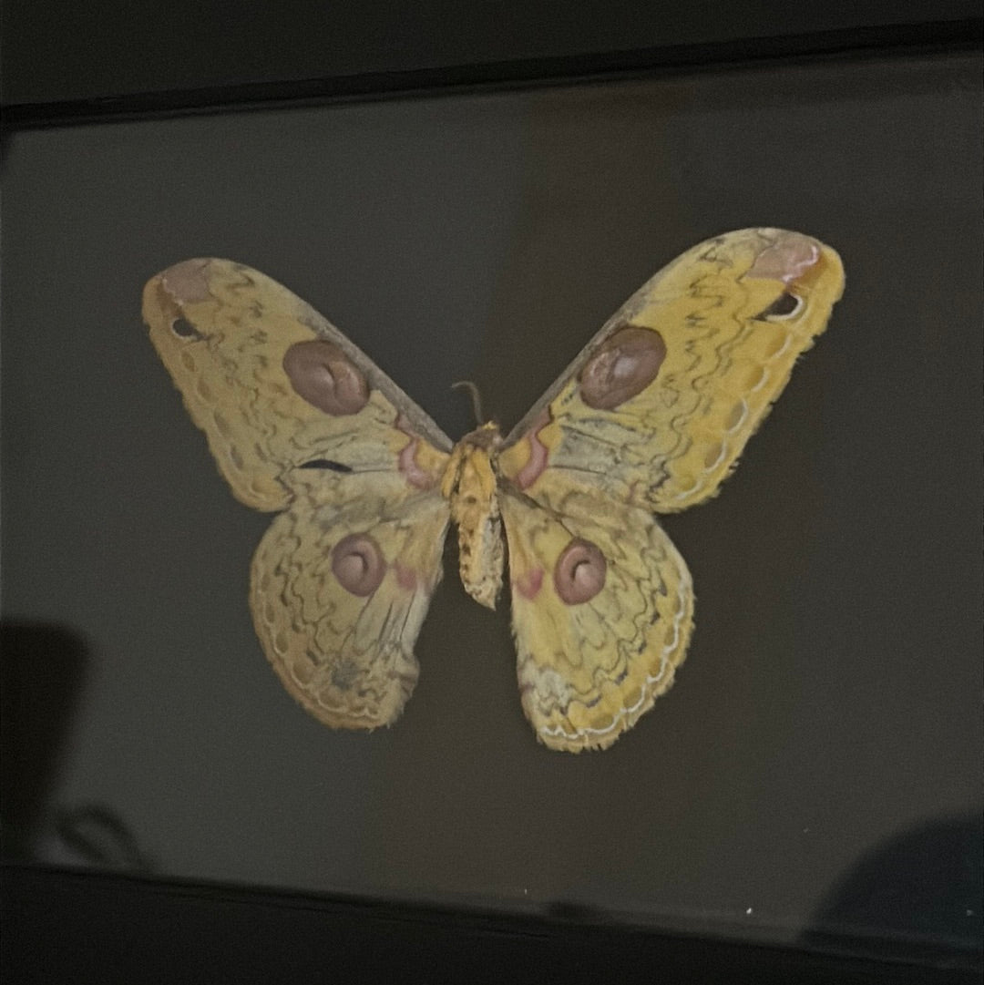 Yellow Moth in a frame