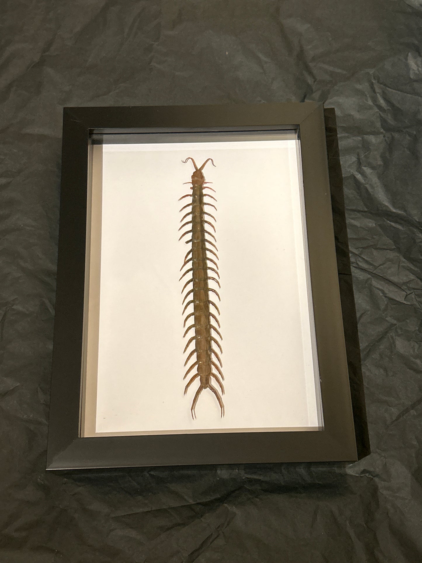 Centipede in a frame