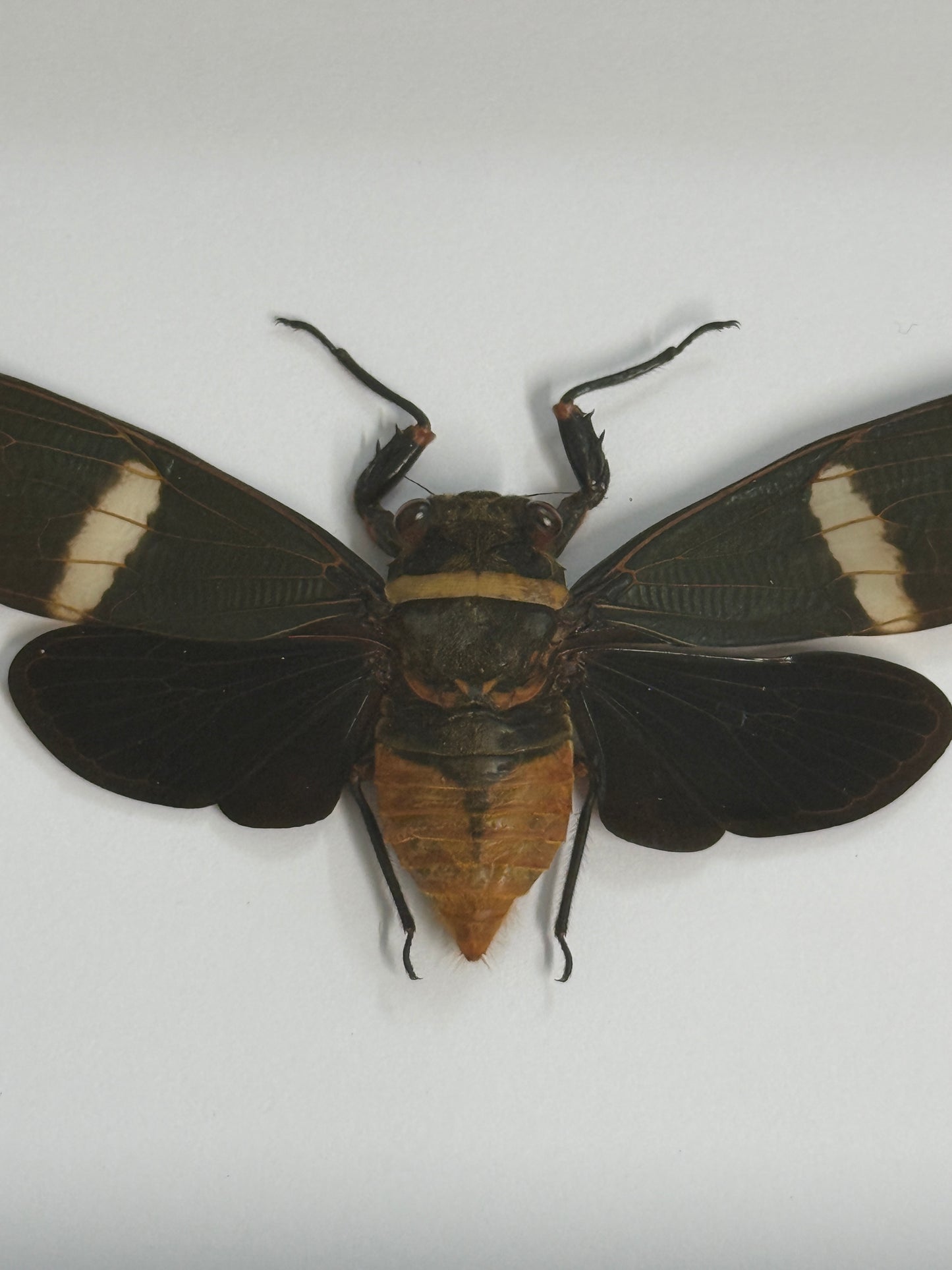 Giant Cicada - Tosena fasciata frame