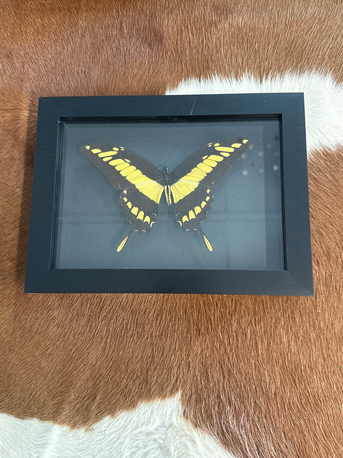 Papilio Thoas Butterfly in a Frame (tiny scratch)
