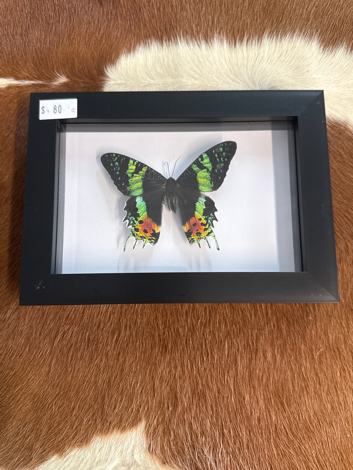 Madagascan Sunset Moth (Urania ripheus) Frame