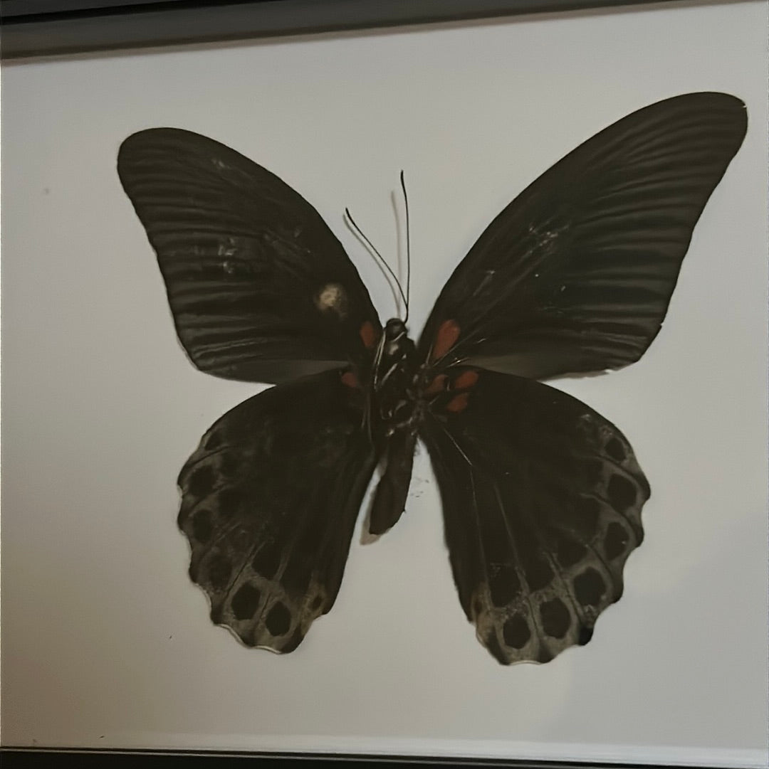 Papilio memnon Butterfly in a frame