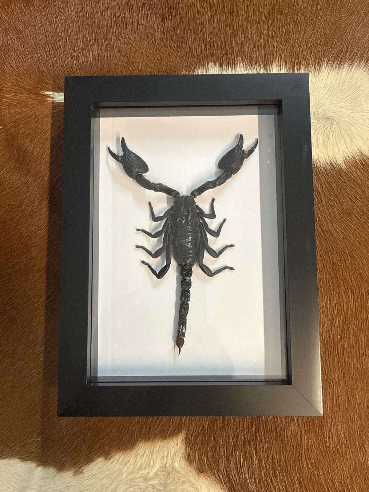 Giant Forrest Scorpion Frame - A2
