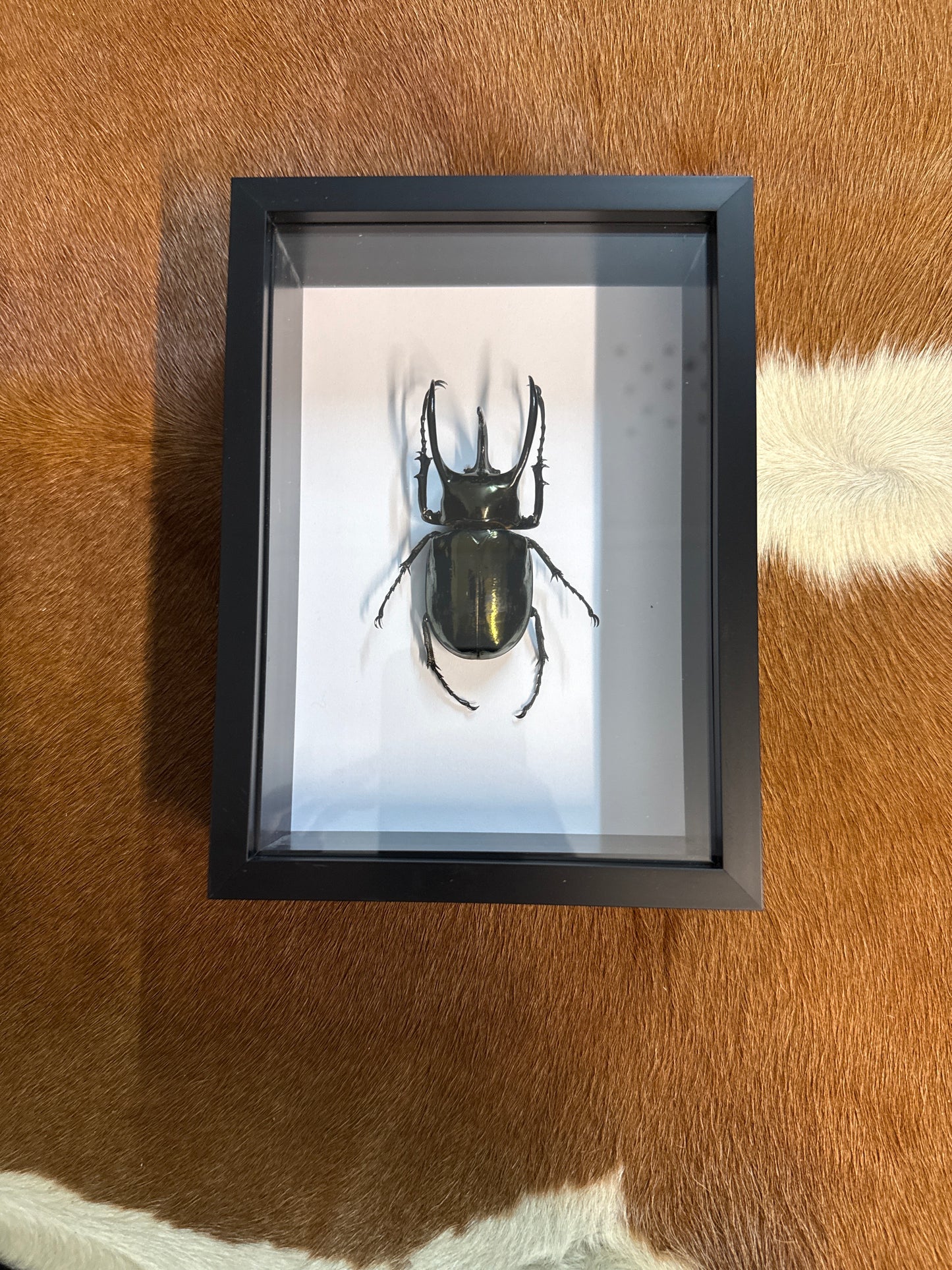 Chalcosoma atlas keyboh Beetle in a frame