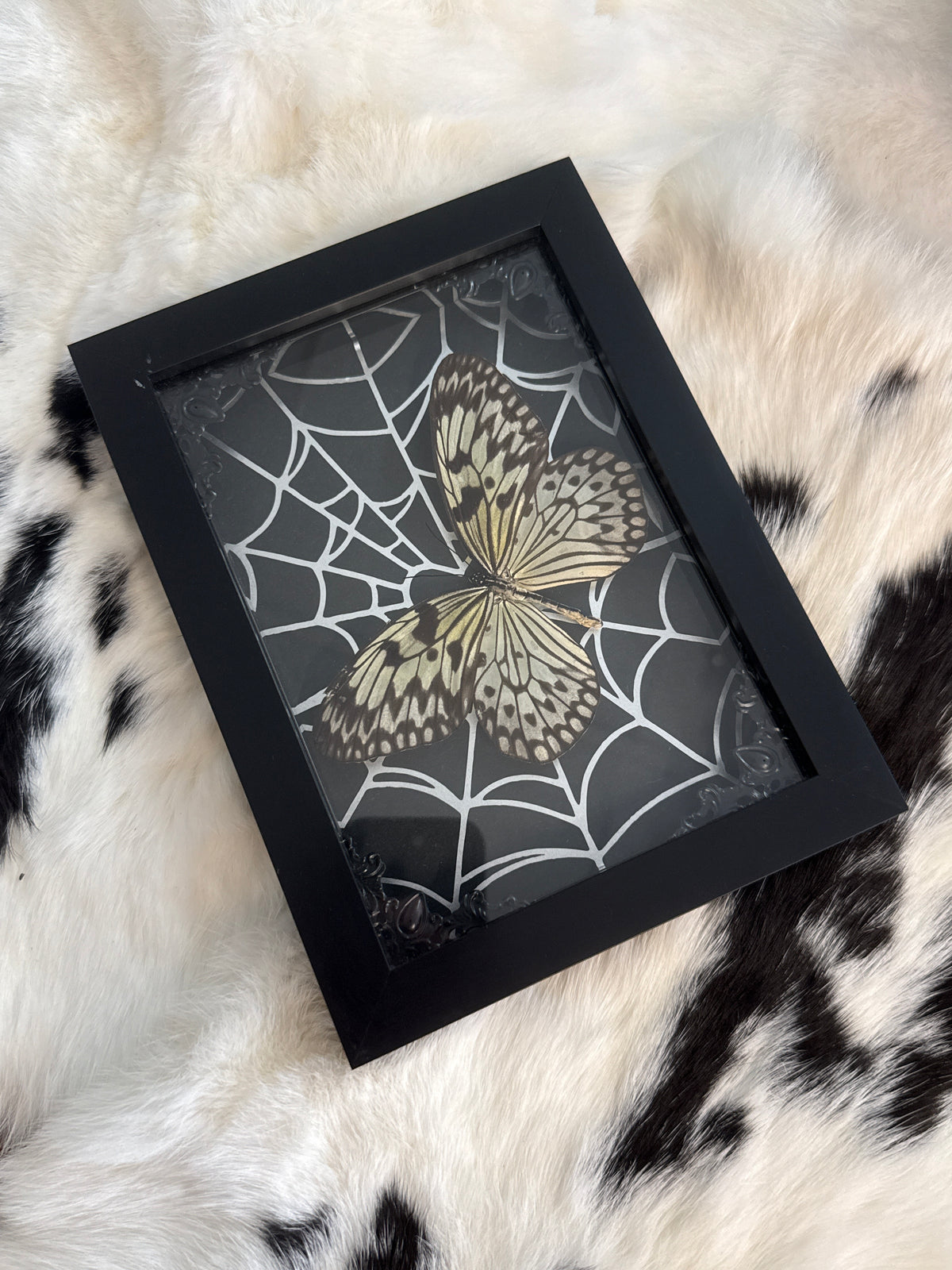 Rice Wing Butterfly in a Frame