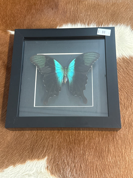 Papilio peranthus Butterfly in a Frame