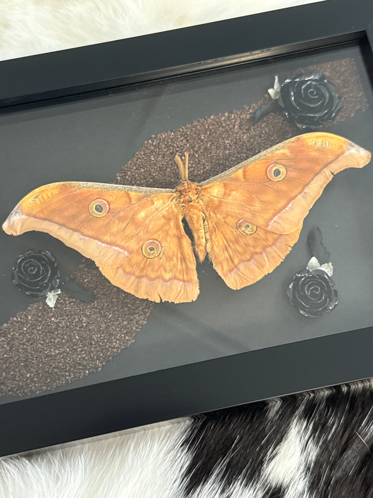 Antherina Silk Moth in a Frame
