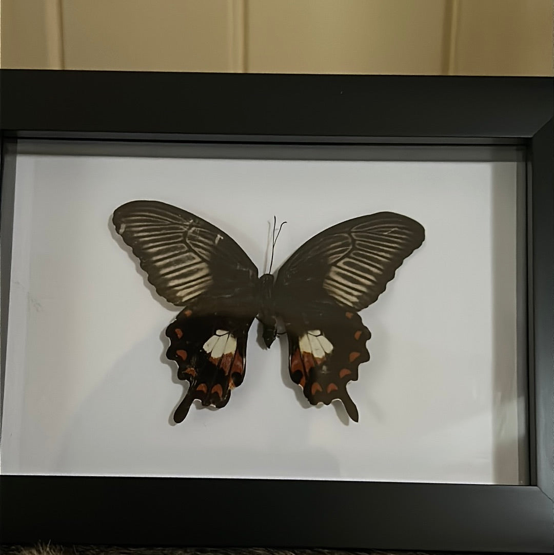 Red Helen Butterfly in a frame