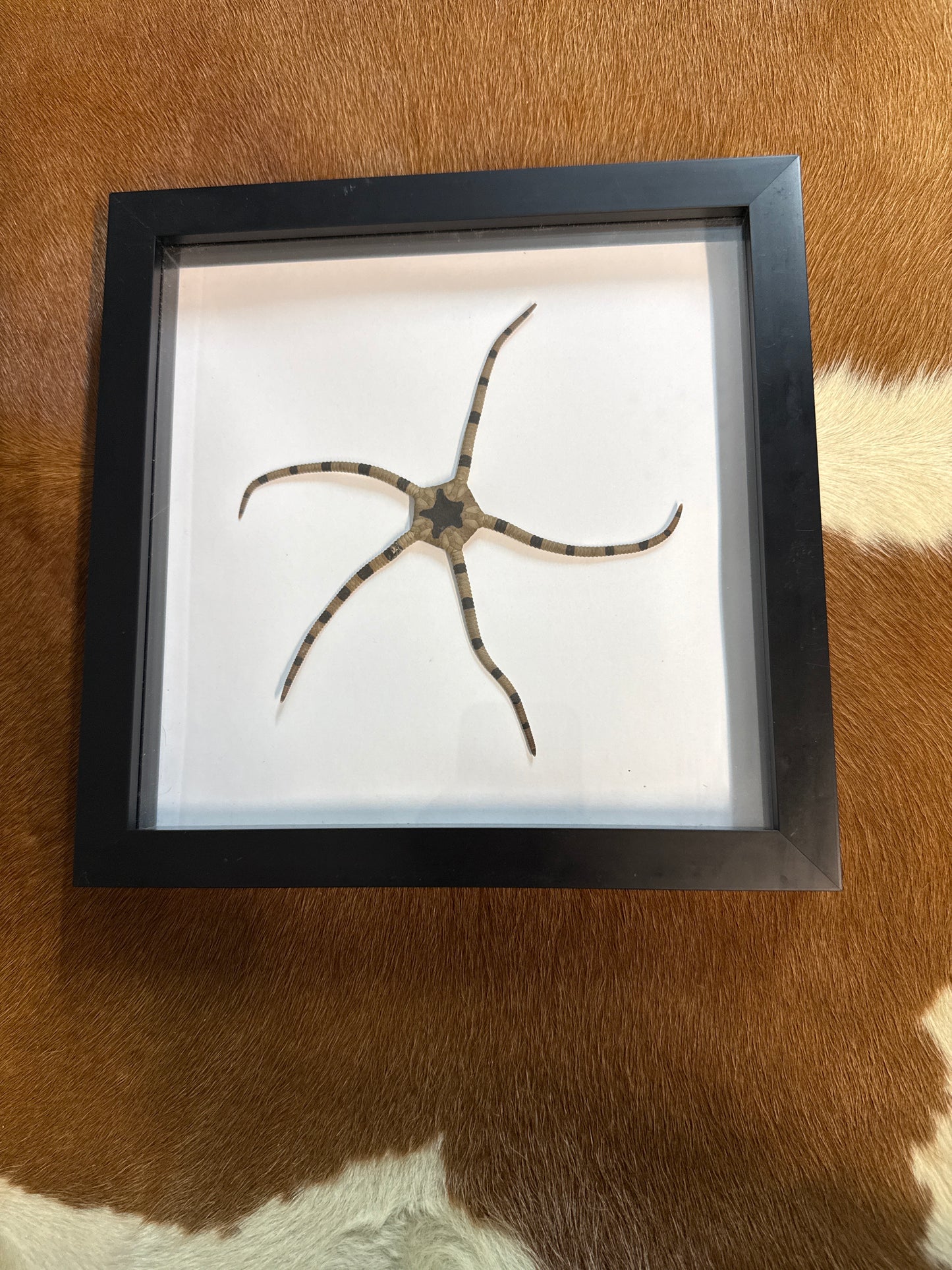 Brittle Starfish in a Frame