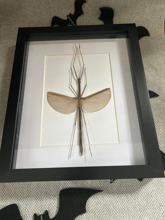 Large Stick Insect in a frame