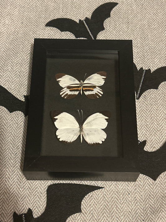 Perrhybris pamela Butterfly Duo Frame