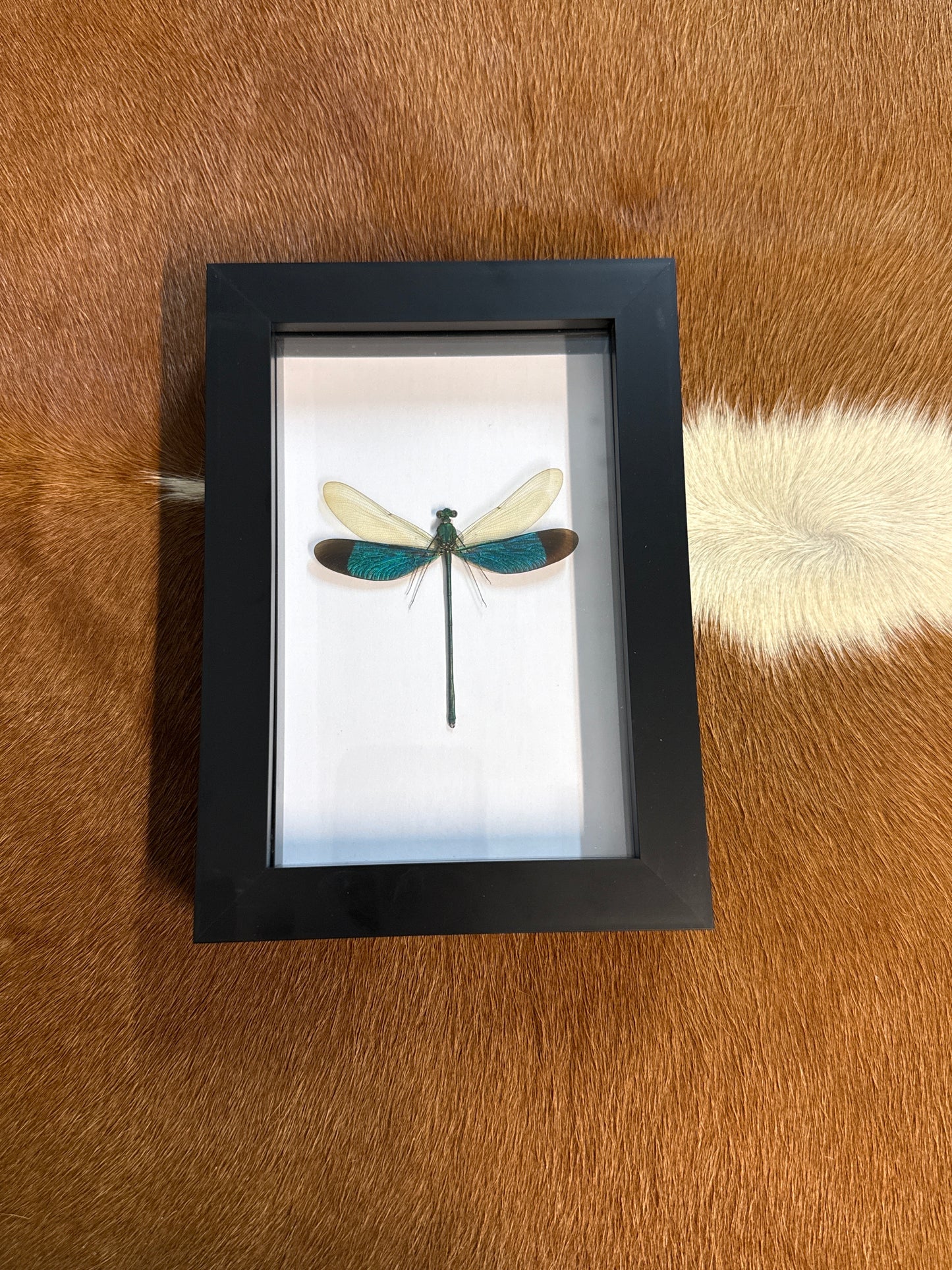 Neurobasis chinesis in a frame