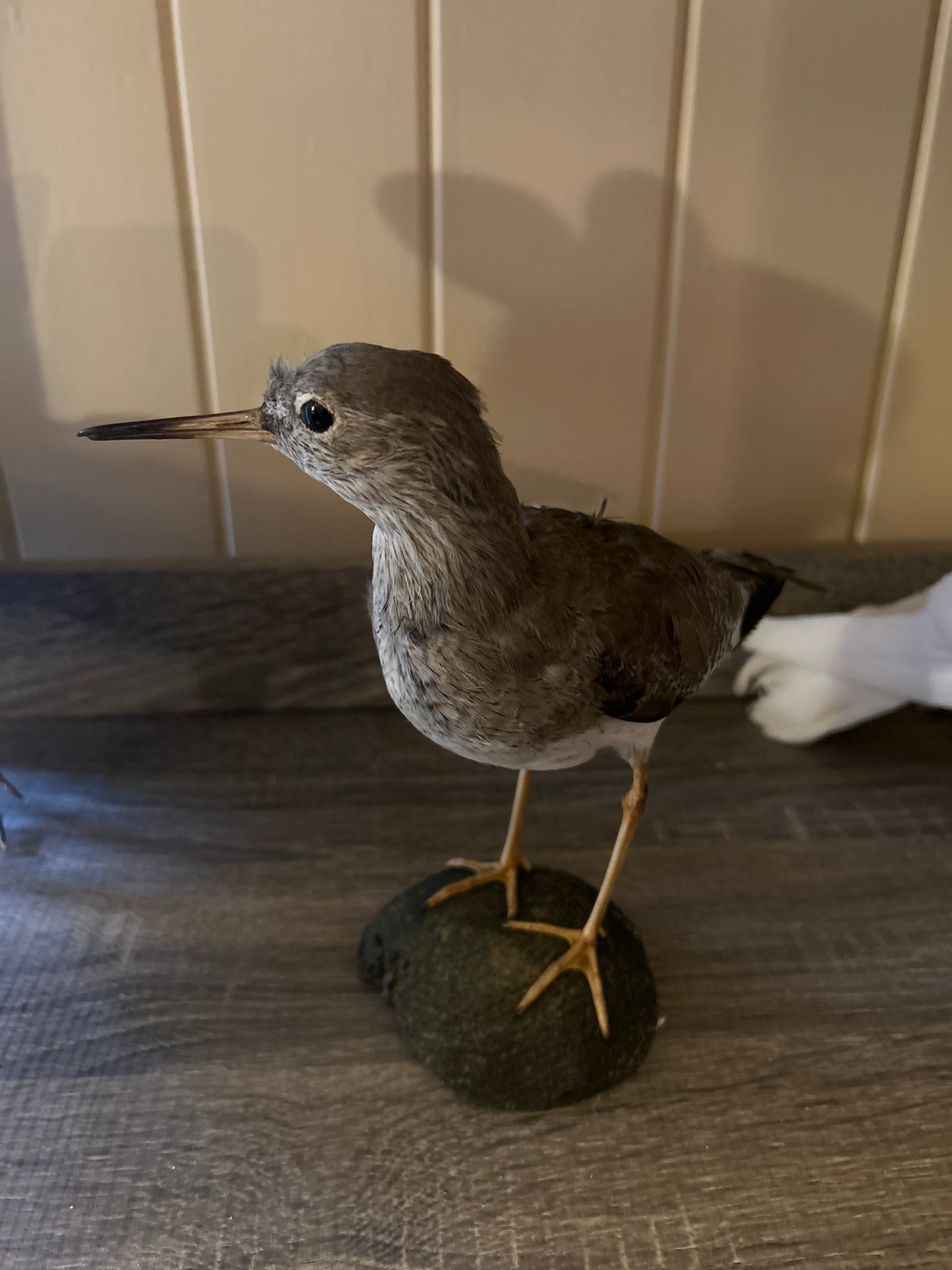 Common Redshank (tringa totanus) Taxidemy Mount