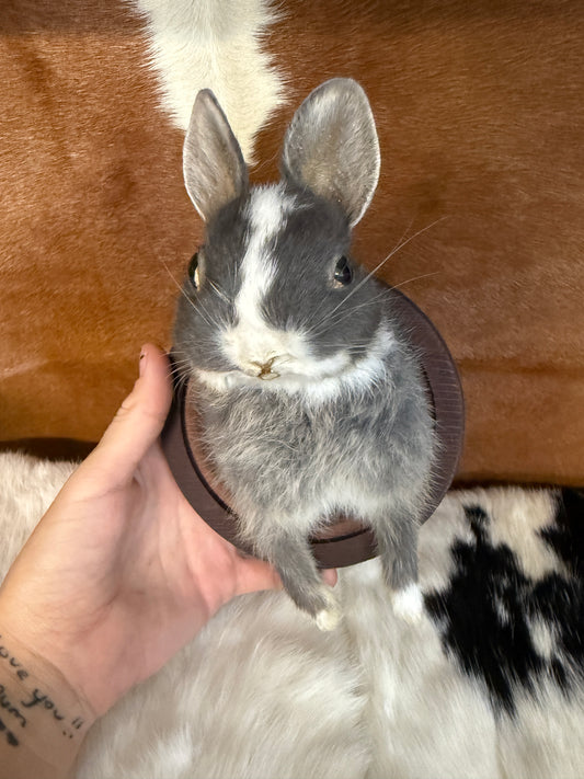 Bunny Bust Wall Mount 'Leela' - Pumpkin Cat Collectables