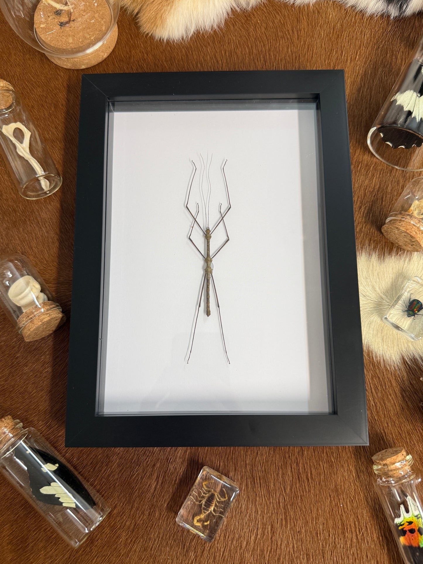 Neopromachus doreyanus Stick Insect Frame
