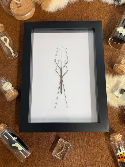Neopromachus doreyanus Stick Insect Frame