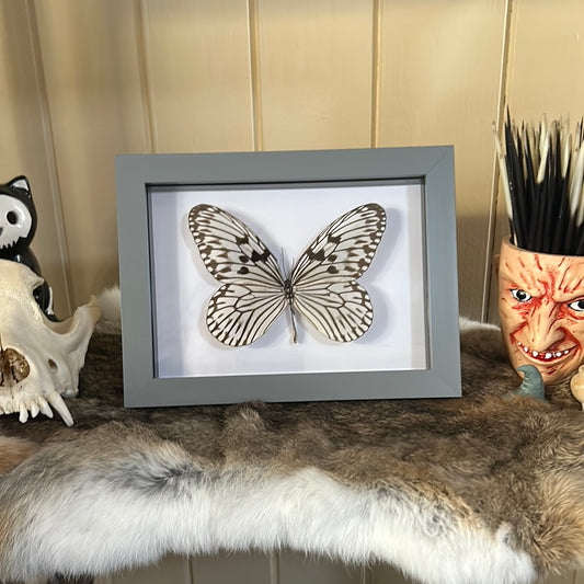 Idea idea Butterfly in a frame