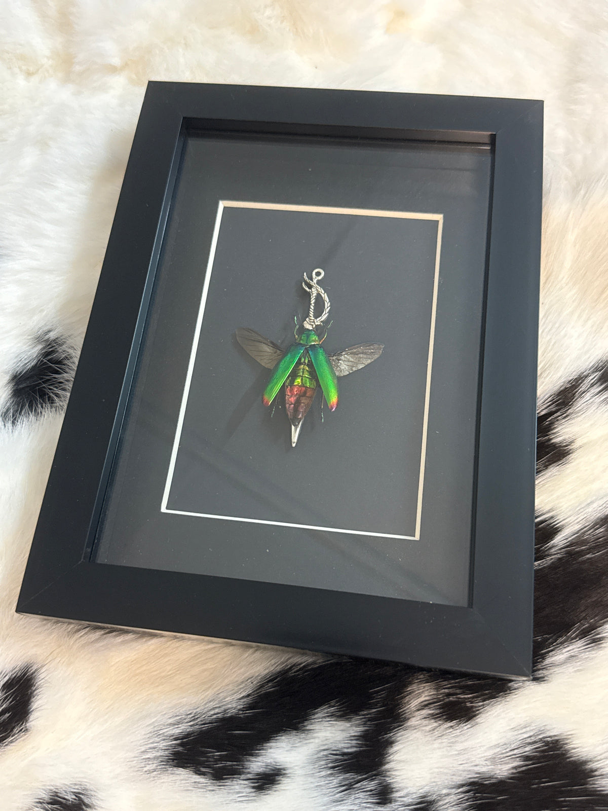 Green Jewel Beetle in a Frame