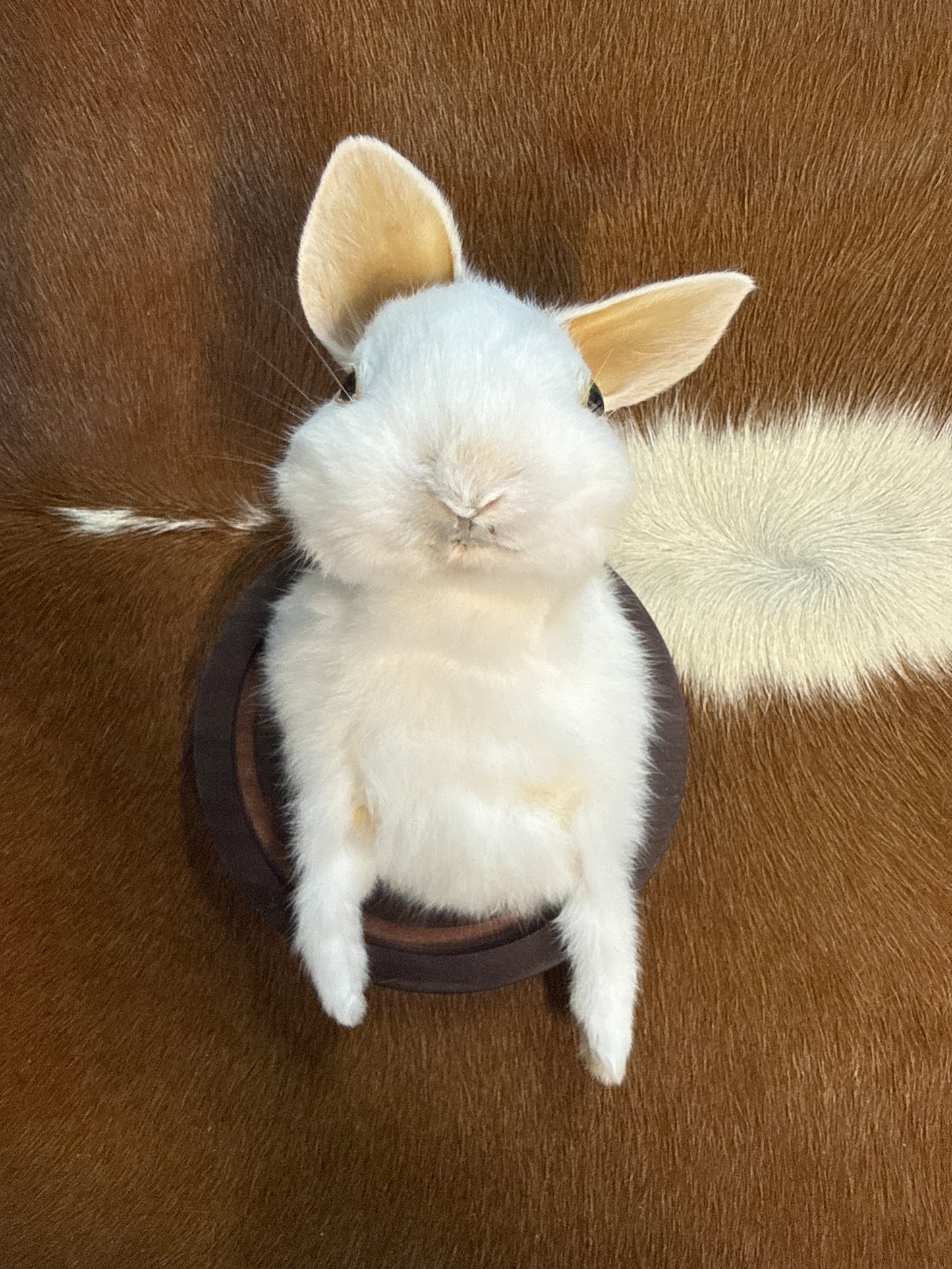 Bunny Bust Wall Mount 'Miyako'