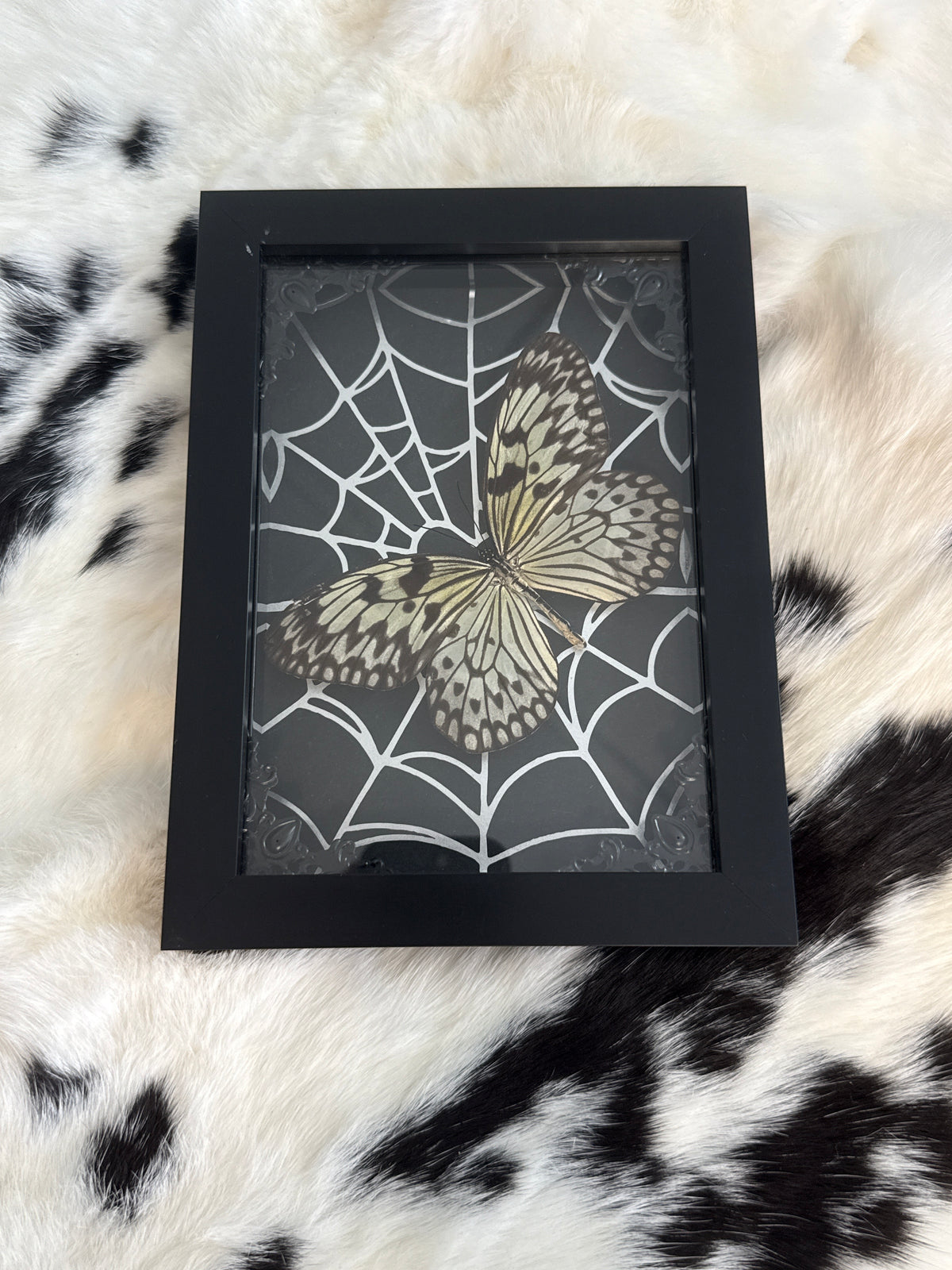 Rice Wing Butterfly in a Frame